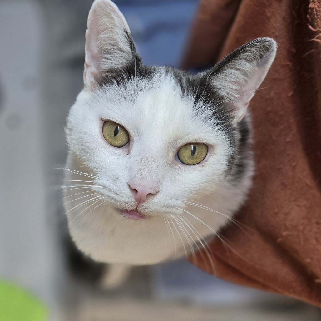 Photo of Patch