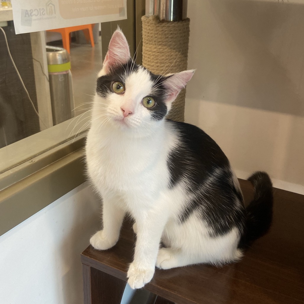 FUNGI - Domestic Shorthair available for adoption