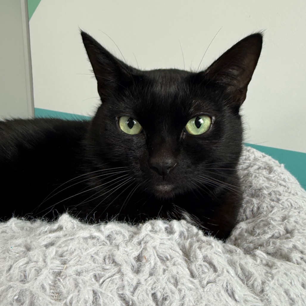 MAZIKEEN - Domestic Shorthair available for adoption