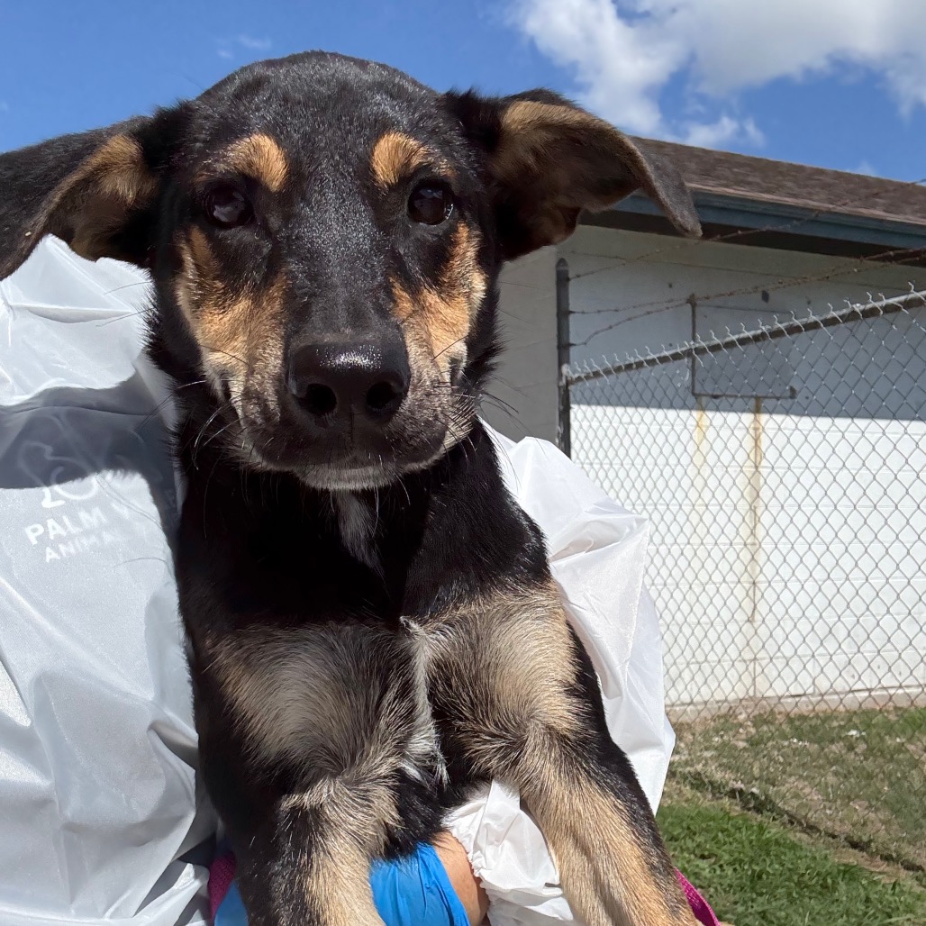 GANSITO - Shepherd available for adoption