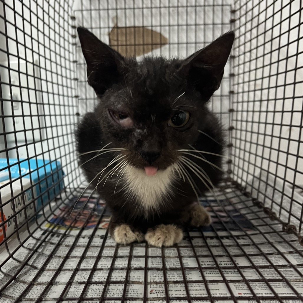 Photo of Dr. Grace , available for adoption at PVAS