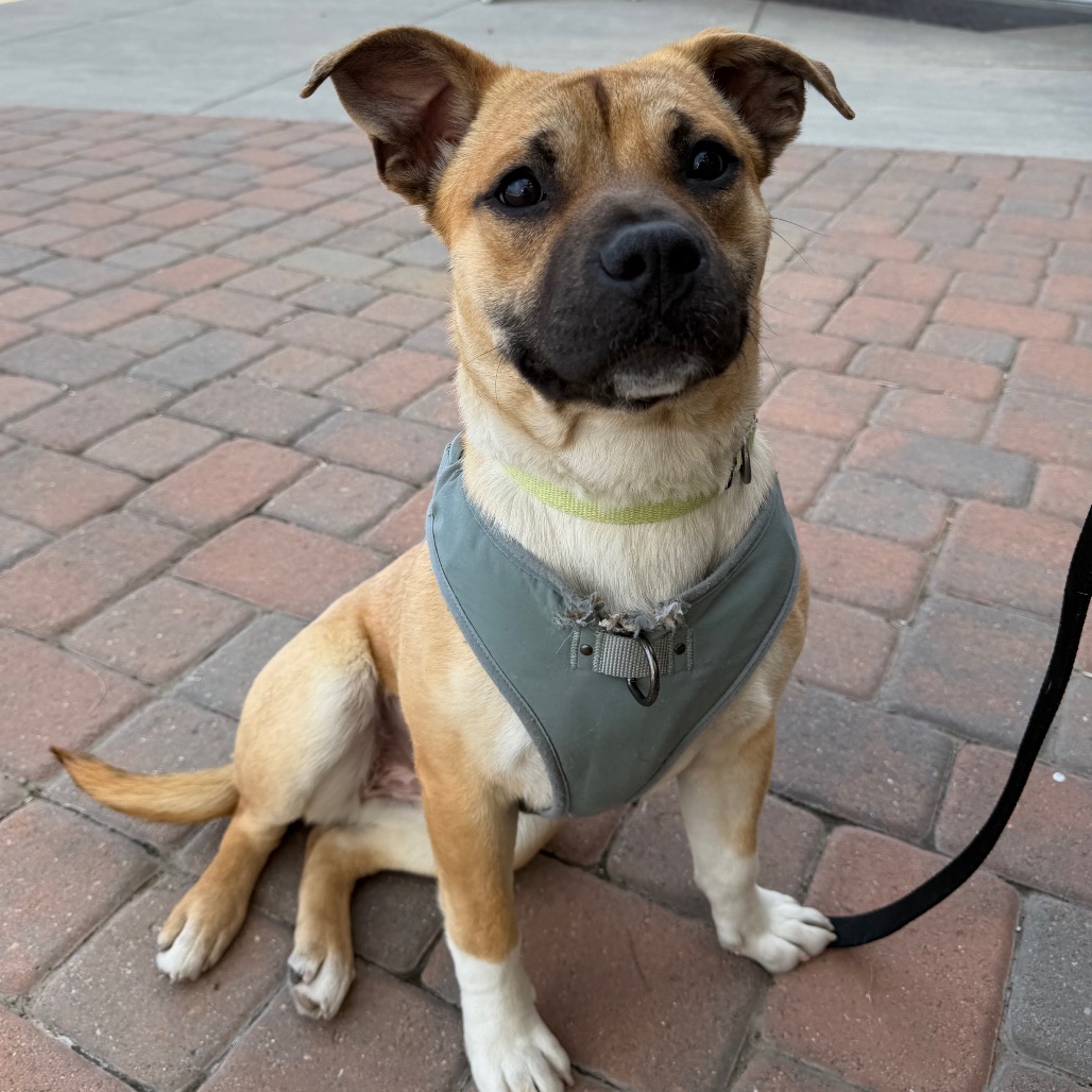 Coco — thumbnail 6