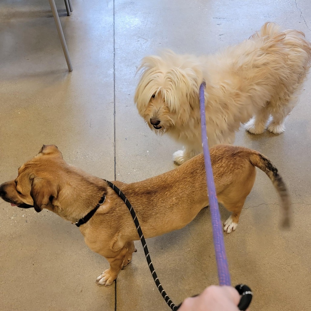 CHICKEN WING - Mixed Breed (Medium) available for adoption