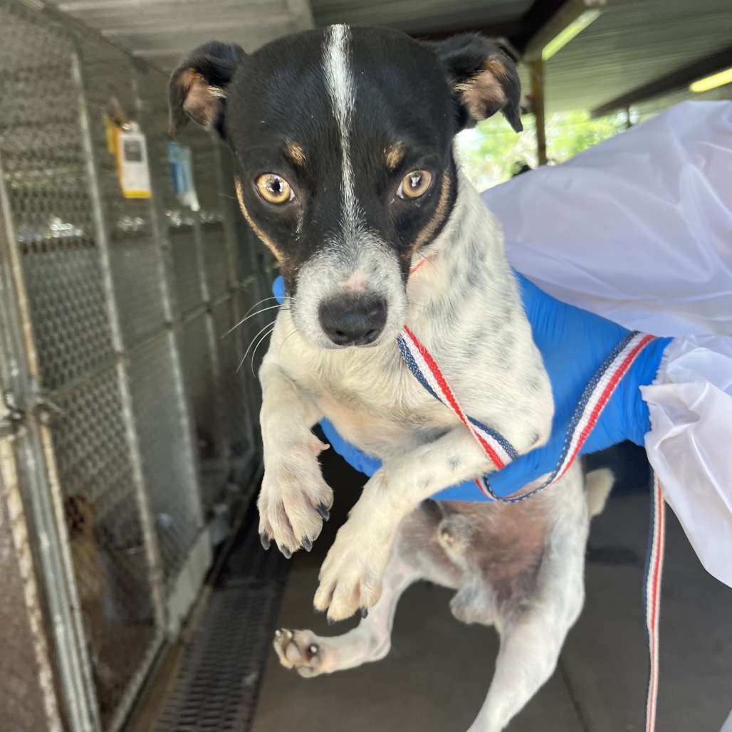 TUKO (CHIQILINGO) - Chihuahua / Mixed Breed (Small) available for adoption