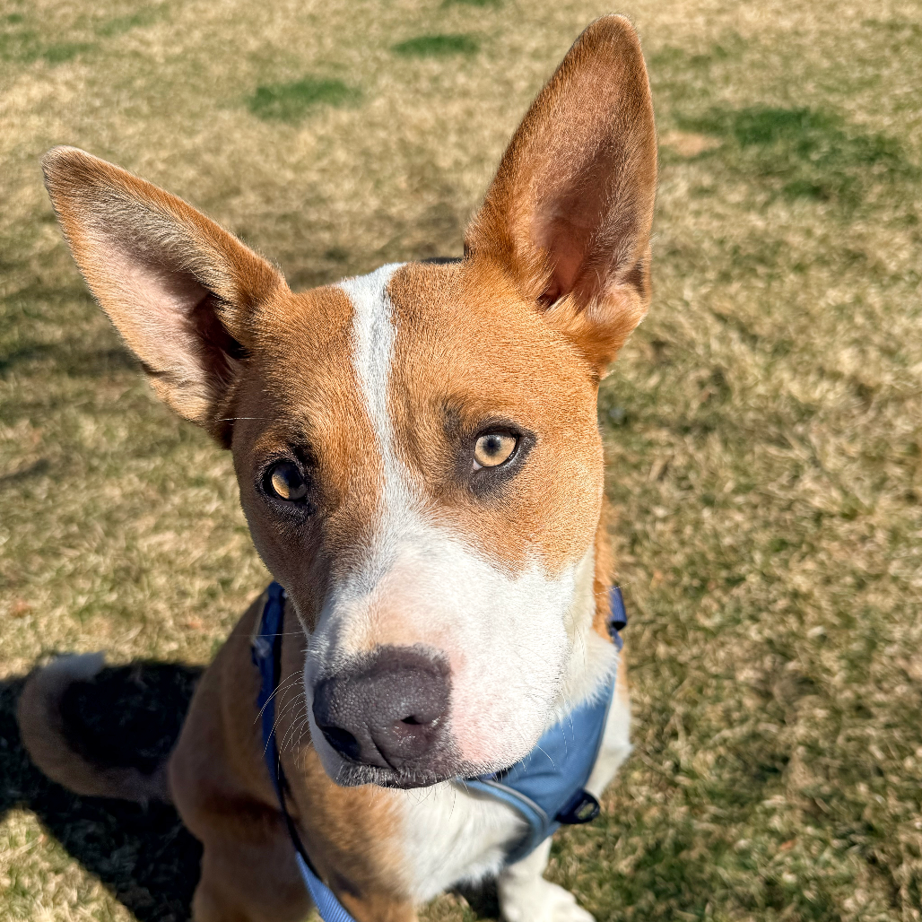 Shadow — thumbnail 2