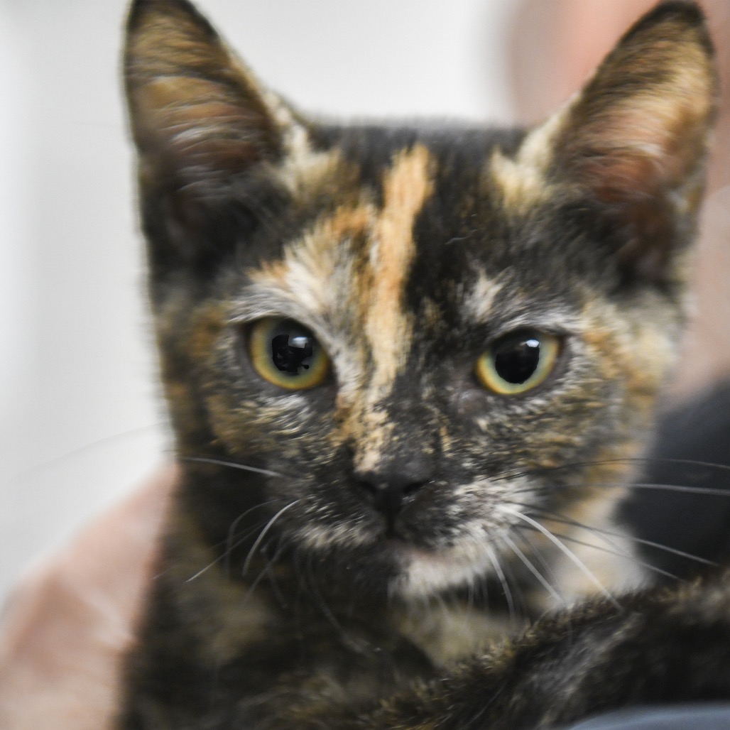 Moana - Domestic Shorthair