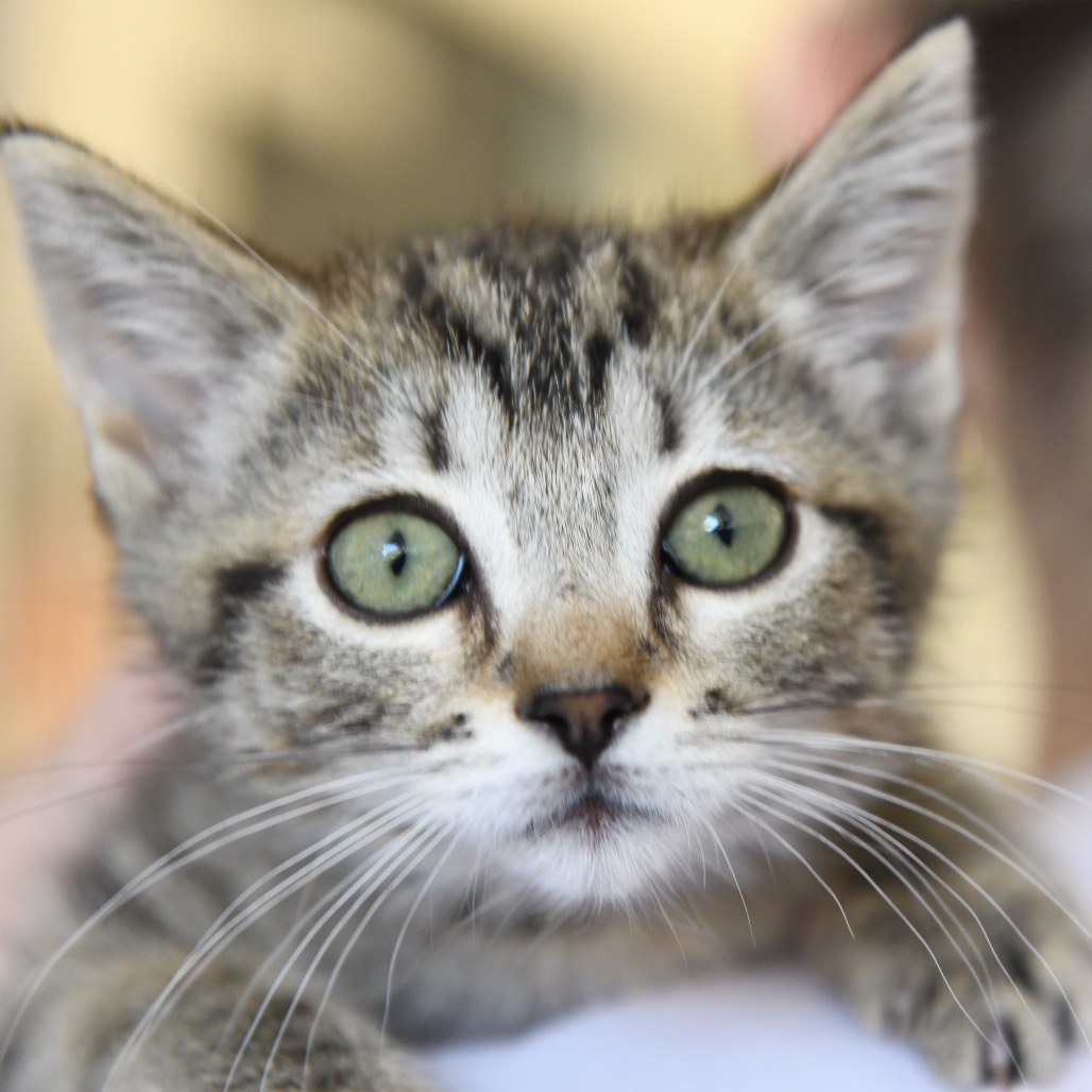 Cranny - Domestic Shorthair