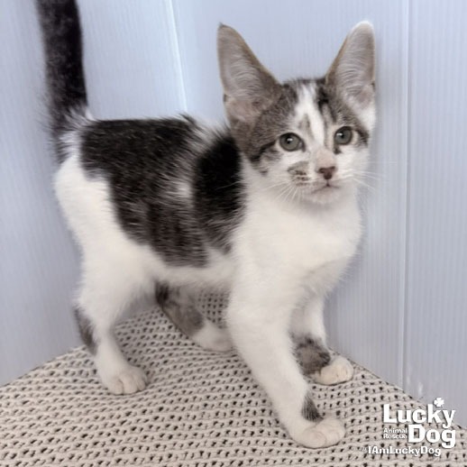 NIGEL - Domestic Shorthair available for adoption