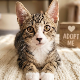 CADBURY - Domestic Shorthair for adoption in Roswell