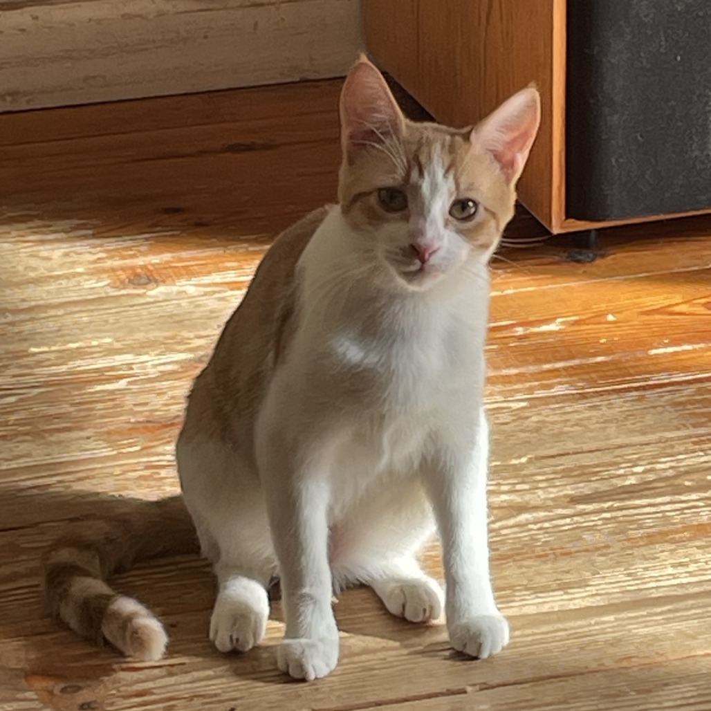 Freya — thumbnail 4