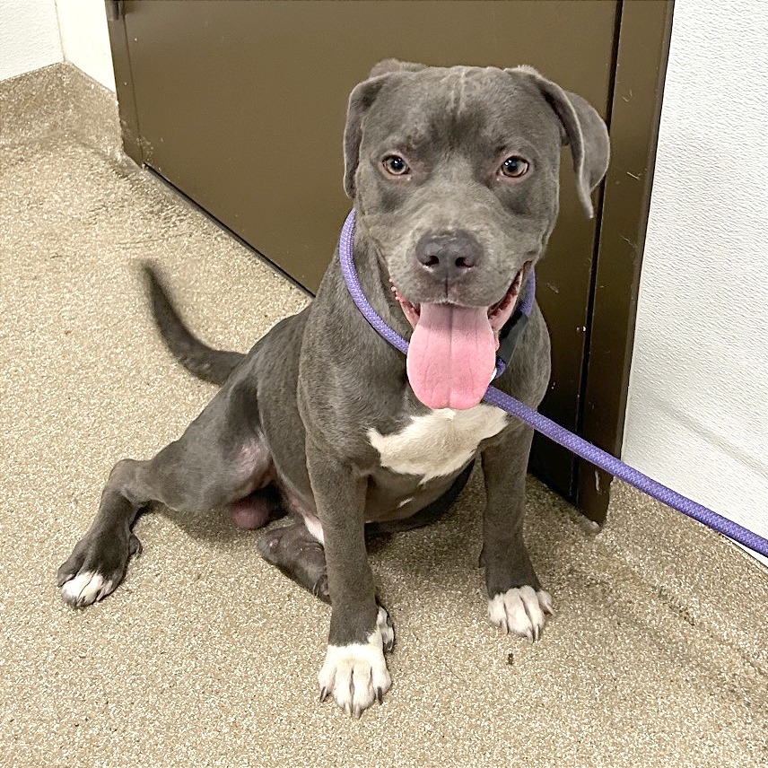 SPIKE - Terrier, American Pit Bull / Mixed Breed (Large) available for adoption