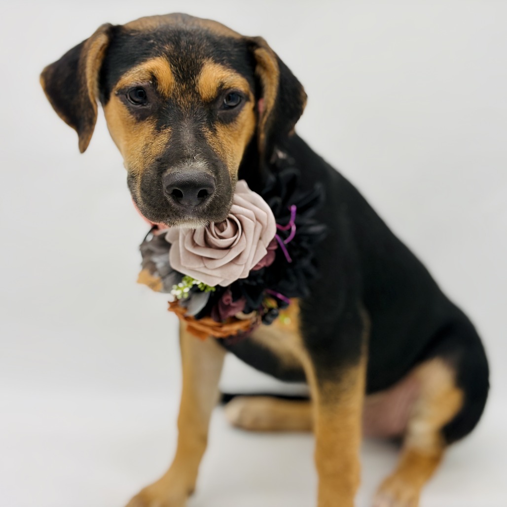 Roxie, photo 4