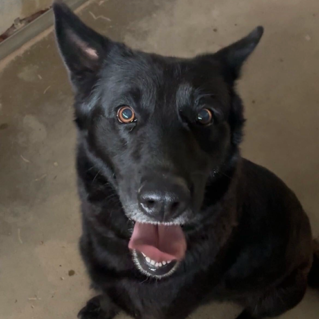 LATTO - Shepherd, German / Mix available for adoption