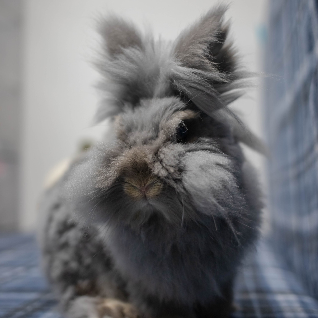 Poppy, photo 32