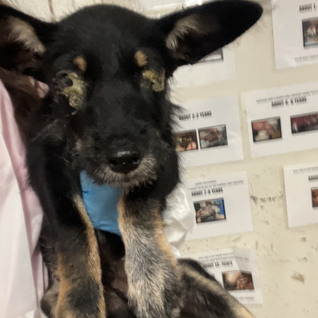 SHOTZO - Terrier available for adoption