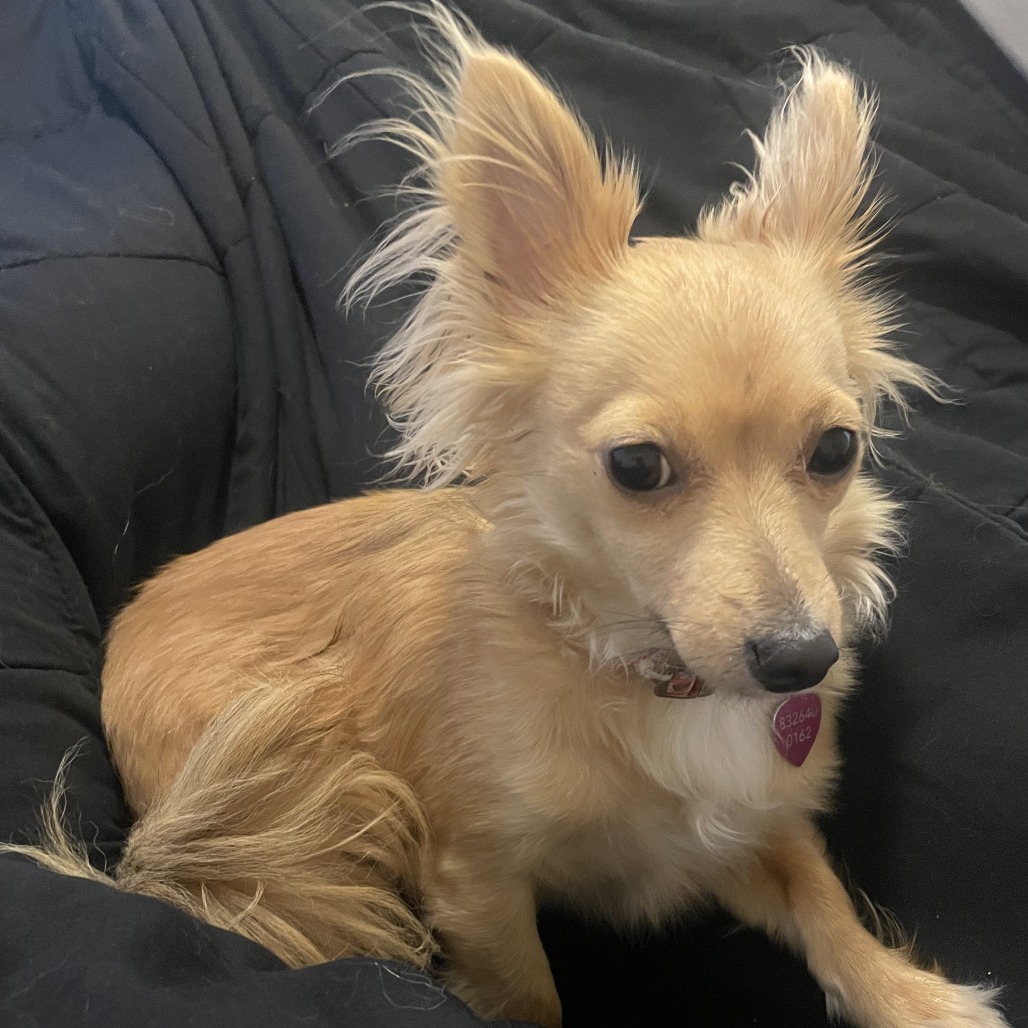 ROOT BEER - Chihuahua / Short Coat available for adoption