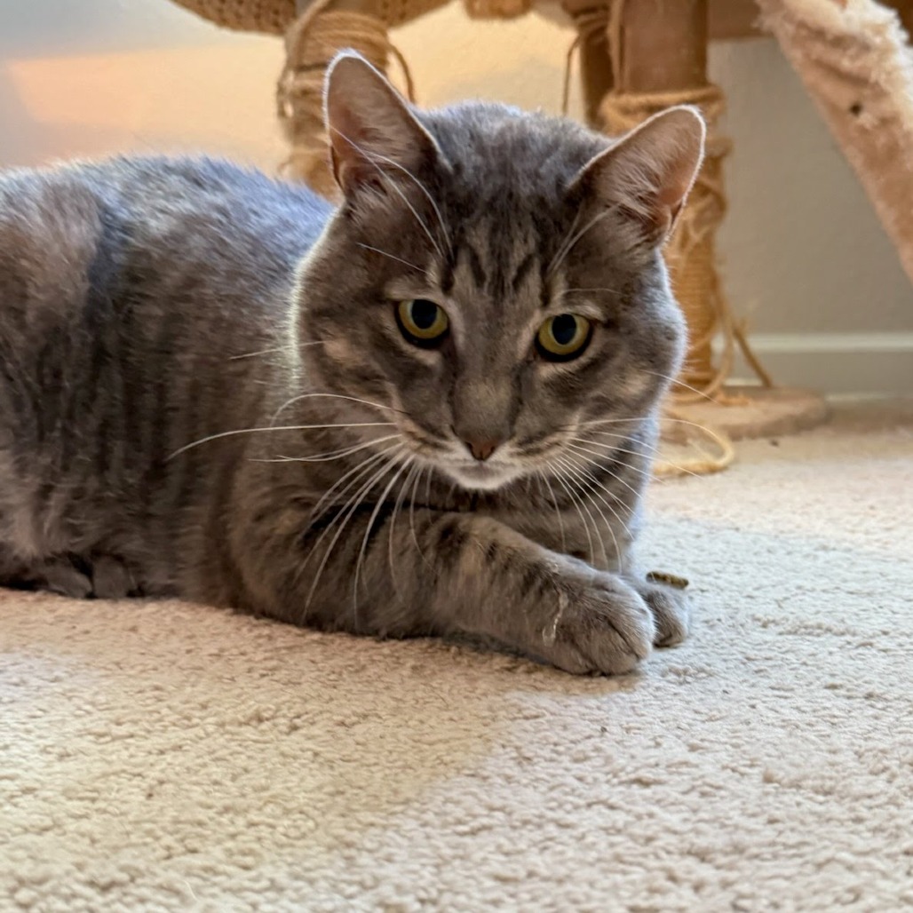 Animal namedThomasino