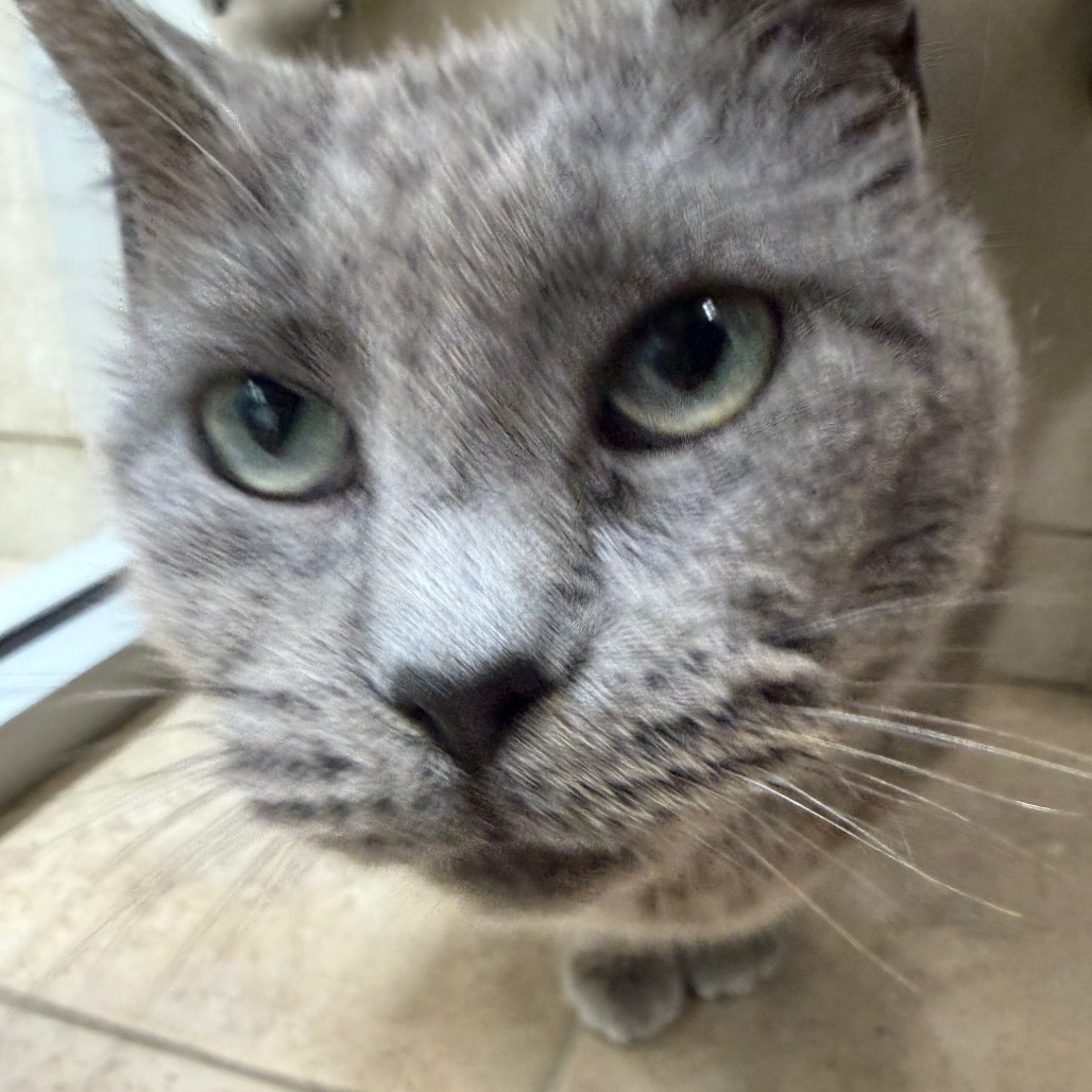 Mister Mans — thumbnail 2