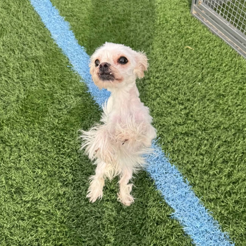 Whisper, a Maltese / Shih Tzu