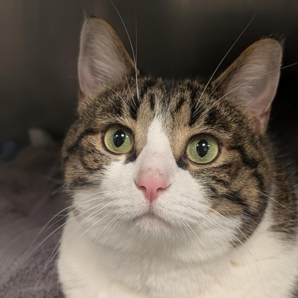 BAXTER - Domestic Shorthair available for adoption
