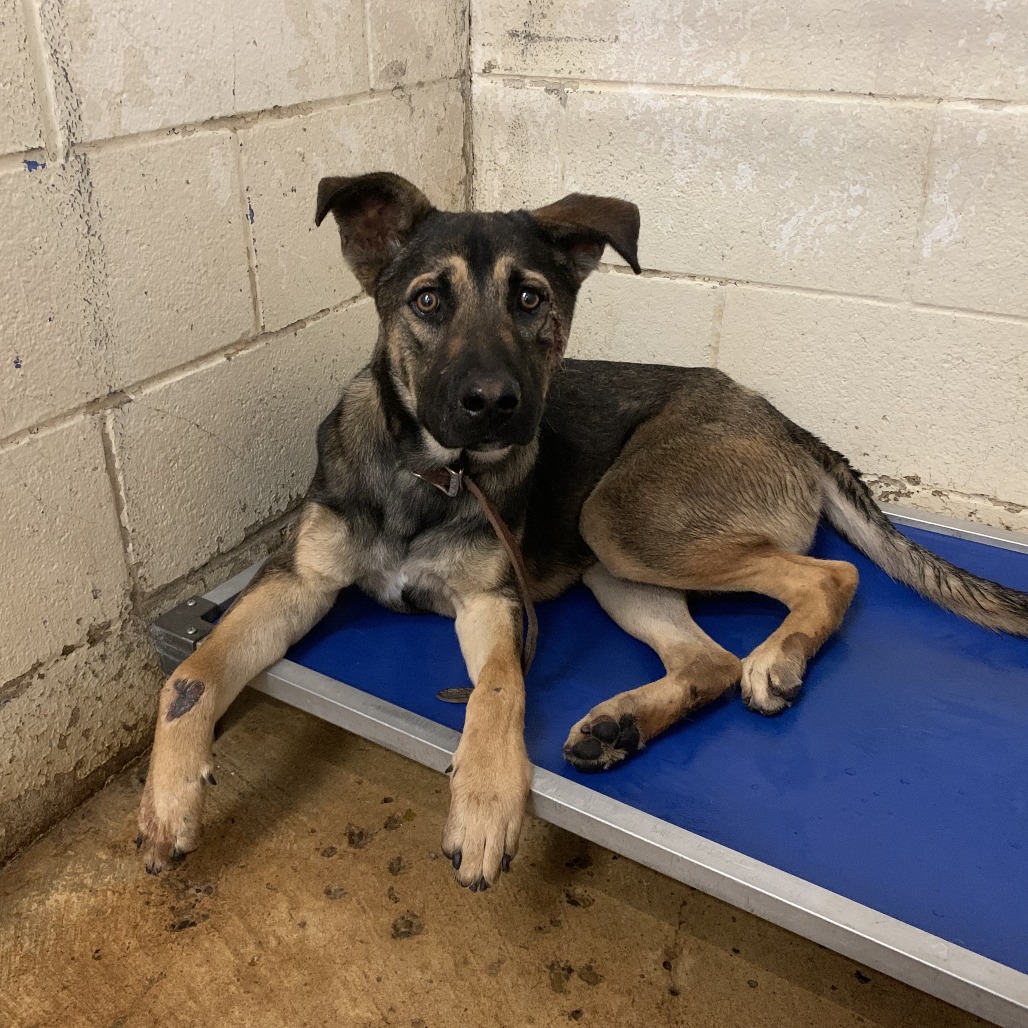 Aro, available for adoption at PVAS