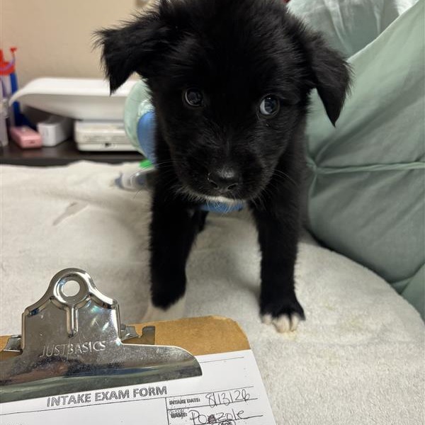 Pozole: Male 2 Mixed Breed (Medium)