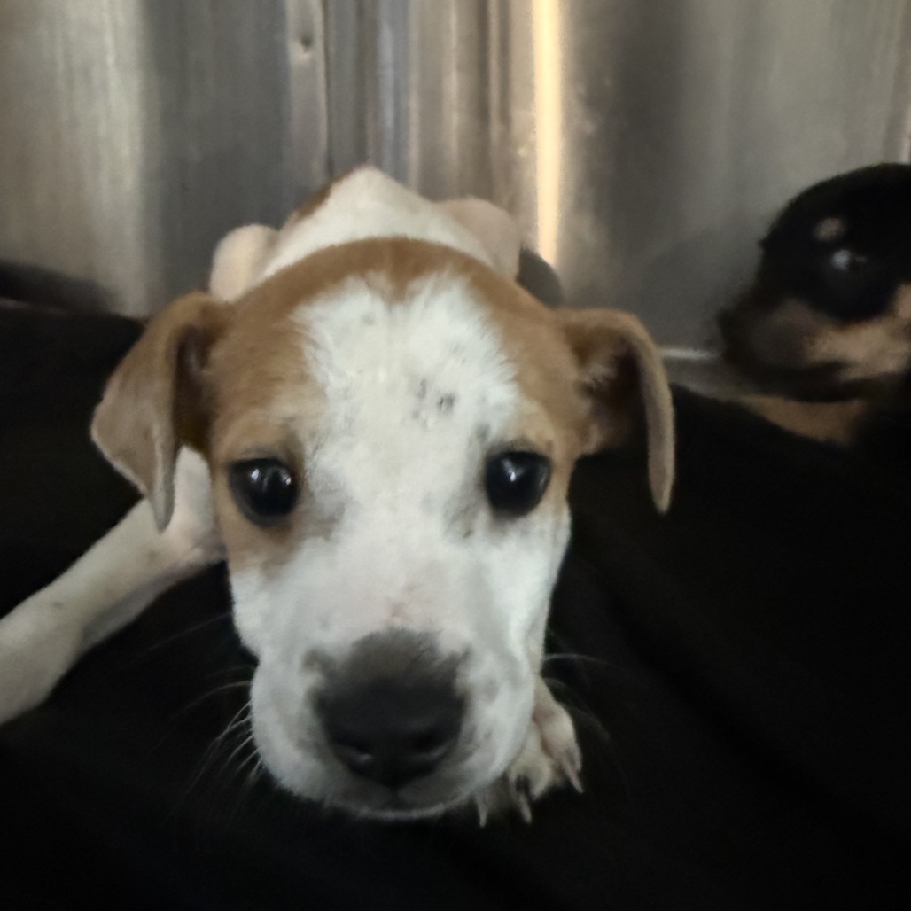 Crux — thumbnail 4