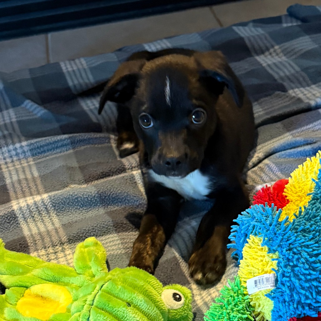 Waylon, photo 17