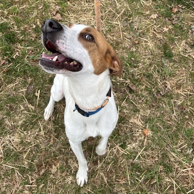 Bullet — thumbnail 3