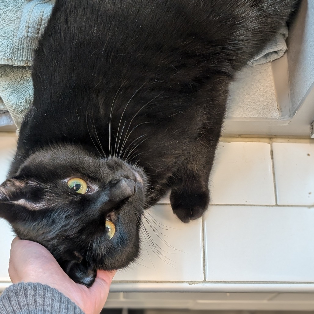 Photo of Cheeseburger