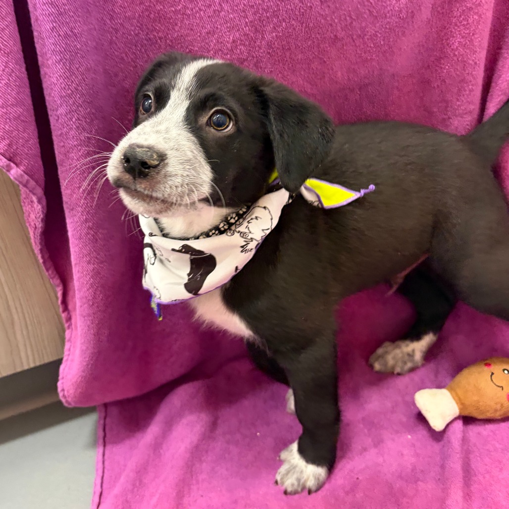 Hank Williams Jr — thumbnail 6