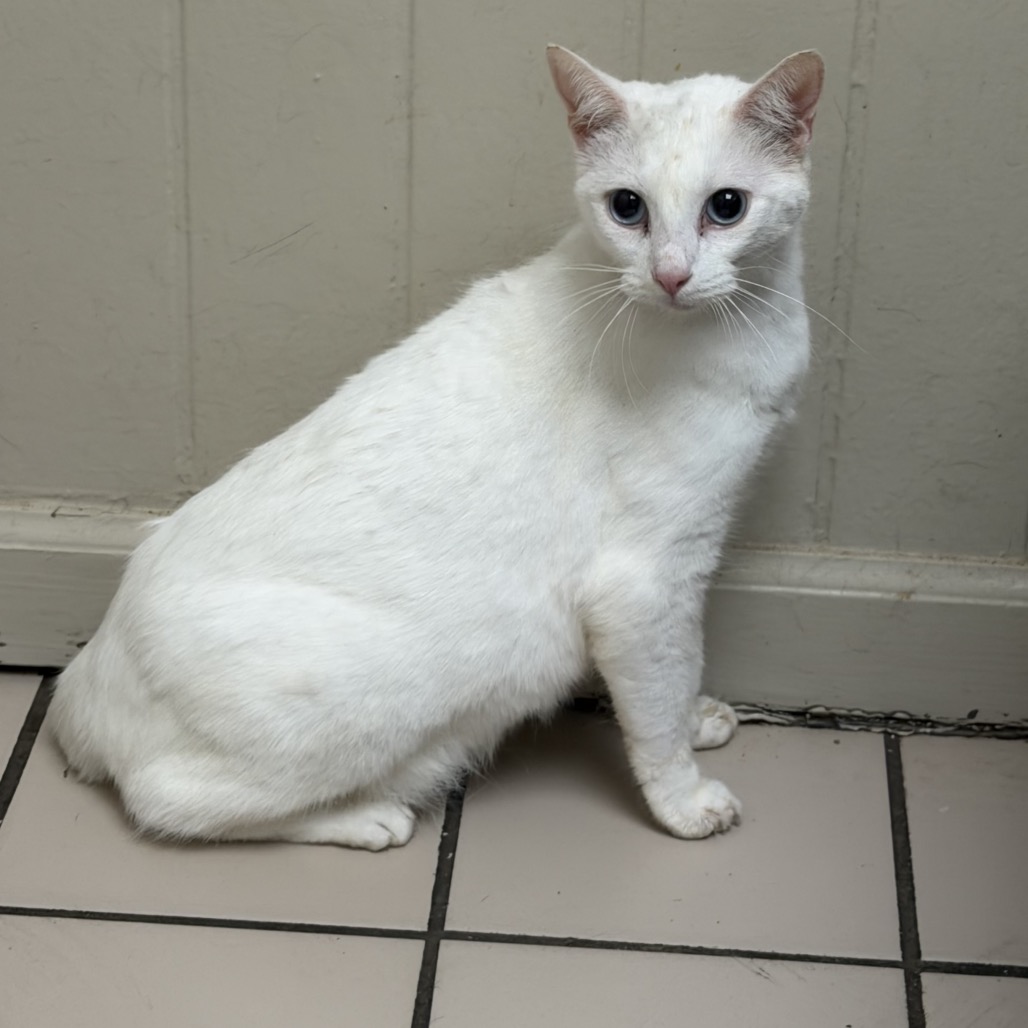 Tusc Stray 85453 2 3 4