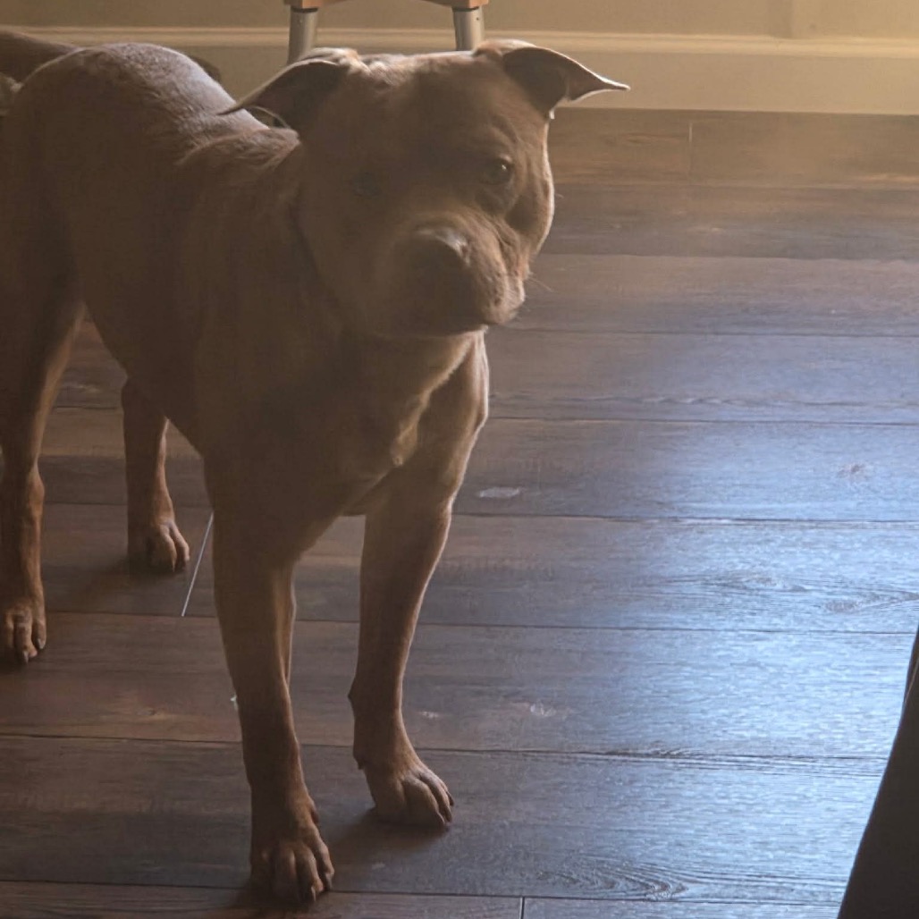 Freddy (Formerly Lieutenant), photo 3