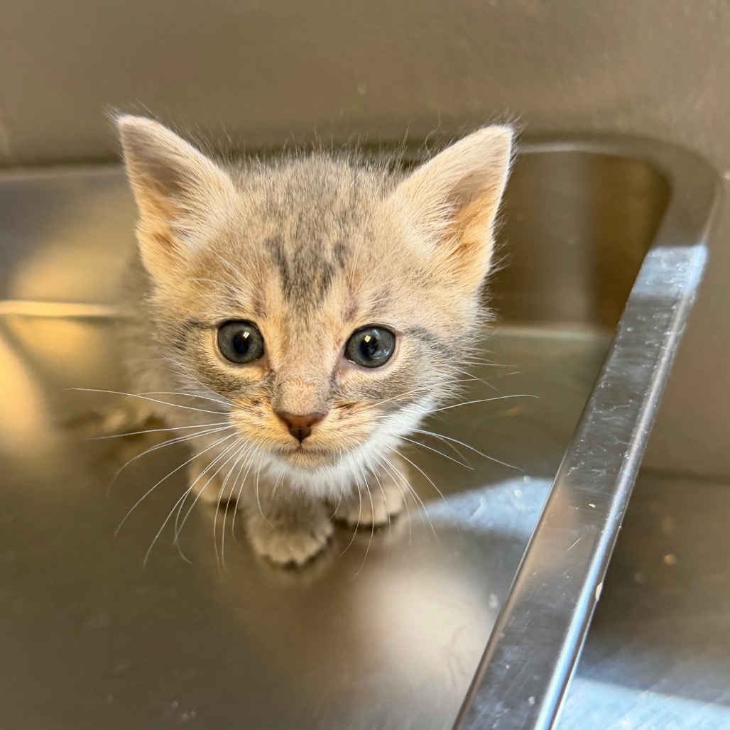 Tusc Stray 84445 2 3 4
