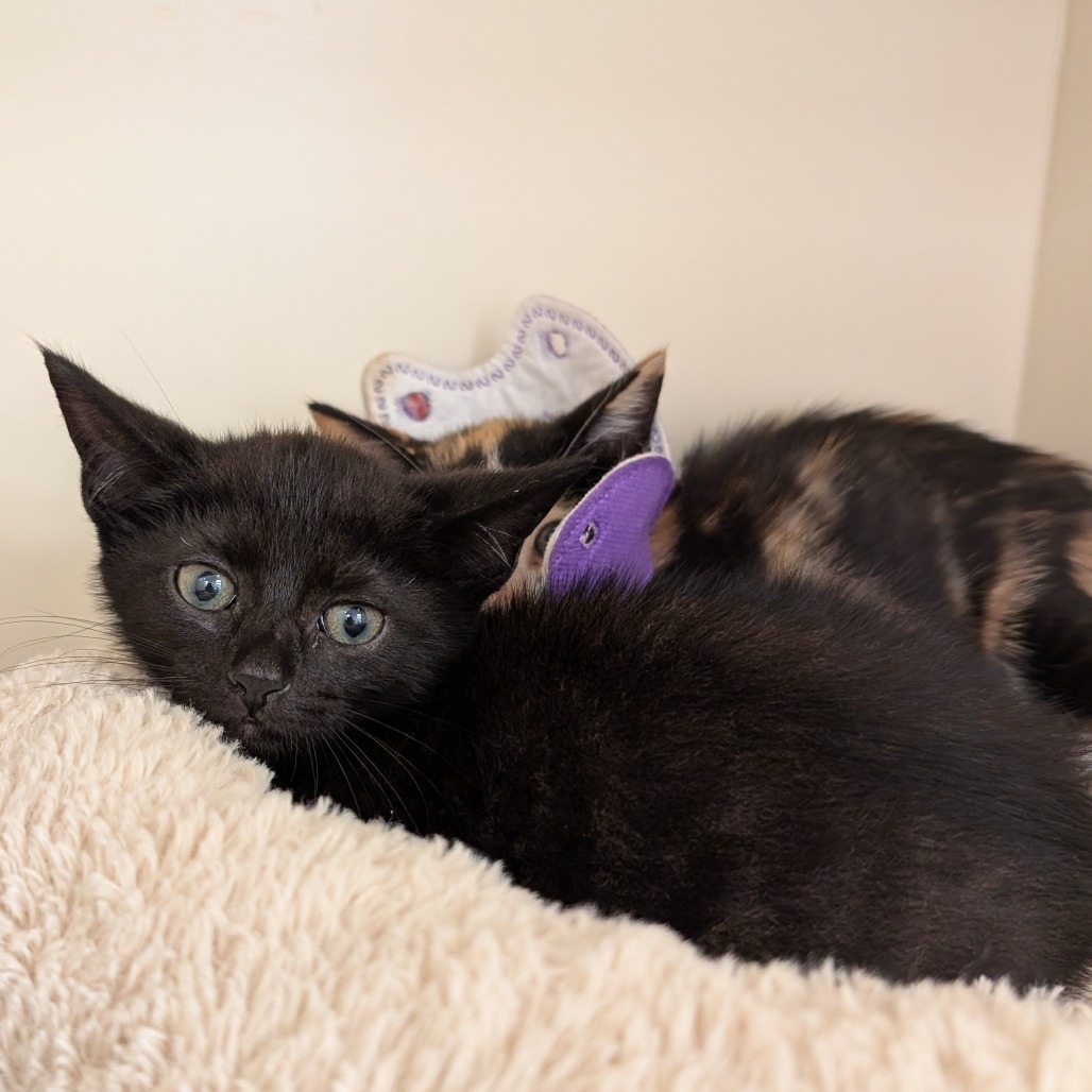 Eclipse & Crescent *Bonded Pair*, photo 10
