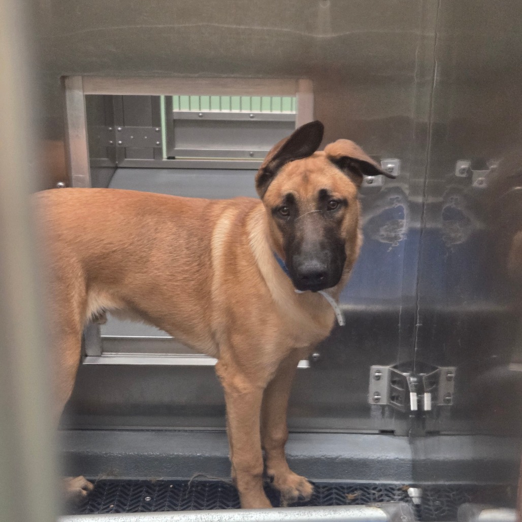 Drago — thumbnail 3