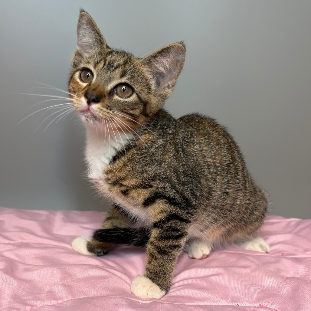LAGOON - Domestic Shorthair available for adoption