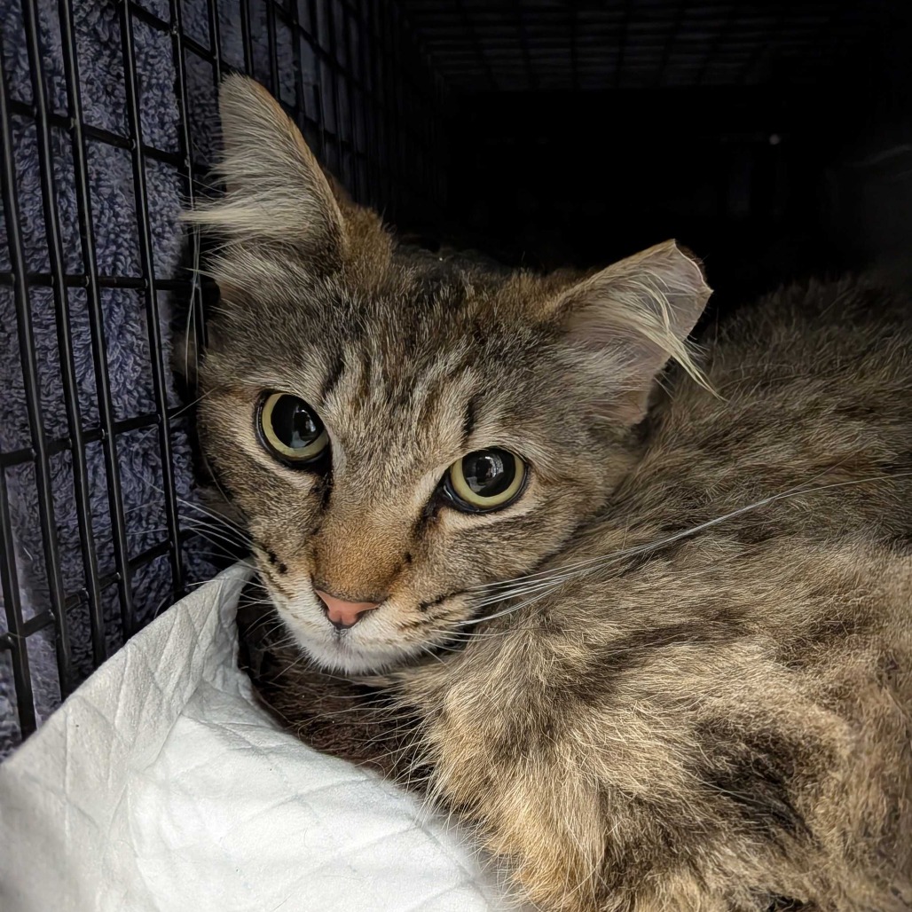 Raff - Domestic Medium Hair