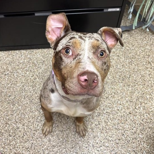 DOT - Terrier, Pit Bull / Catahoula Leopard Dog available for adoption