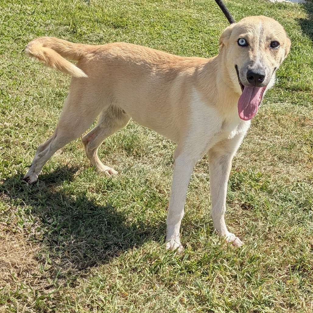PORRIDGE - Husky available for adoption