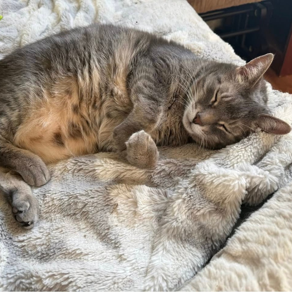 Zoey, photo 7