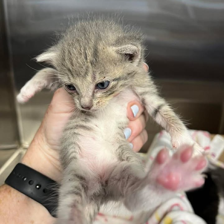 ABBY - Domestic Shorthair available for adoption