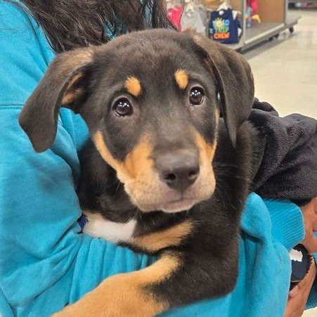 CORNELIUS - Pinscher, Doberman / Mixed Breed (Medium) for adoption in Silver Spring