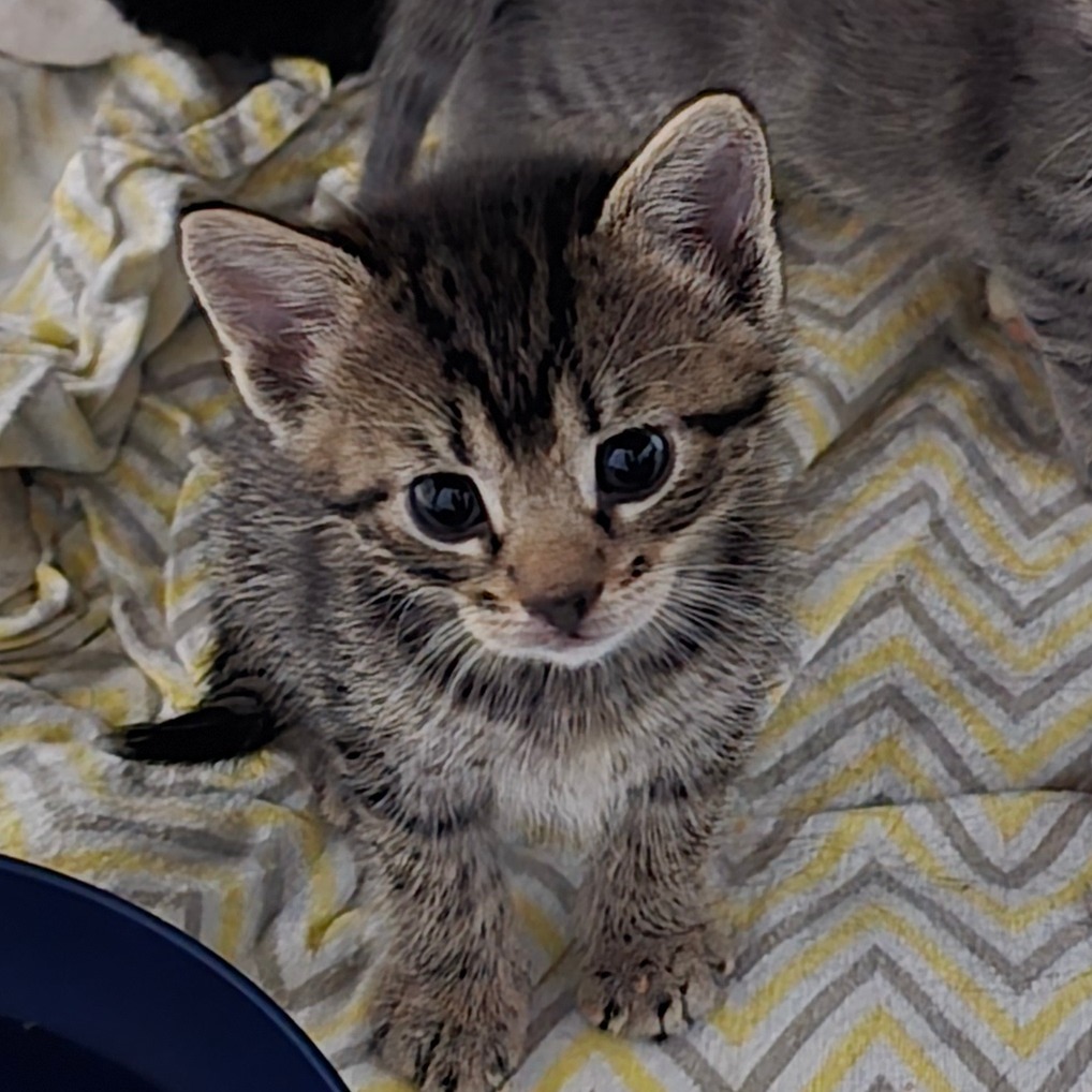 AMBERLIE AKA GENOLA BABY 2 - Domestic Shorthair available for adoption