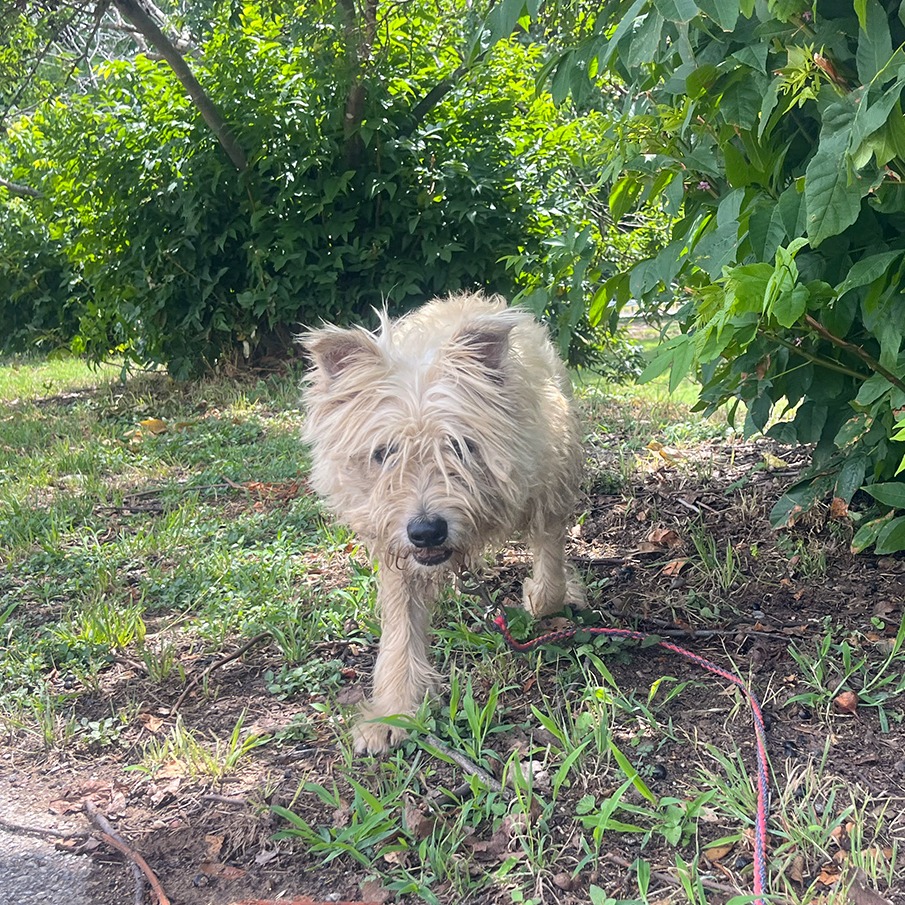 Scrappy, additional photo