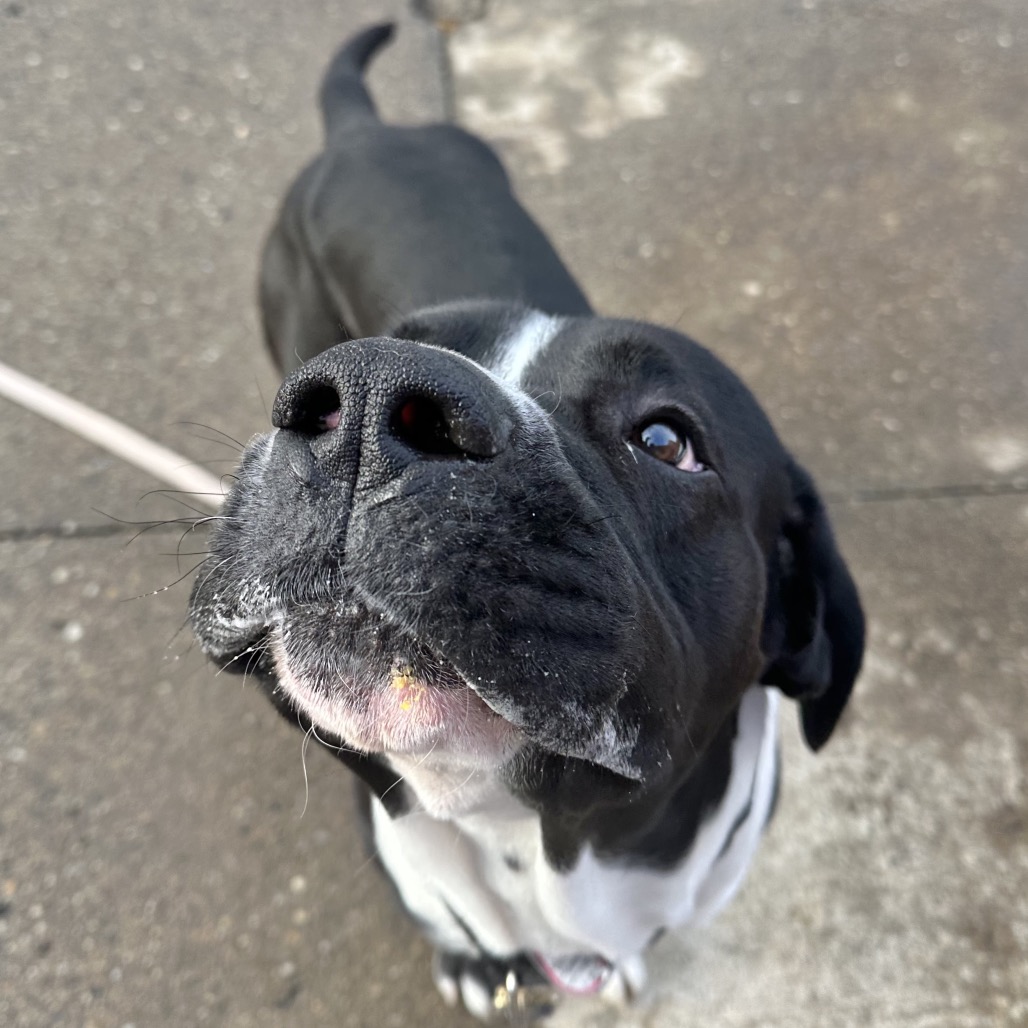 Bane $99 - See my Video! — thumbnail 5