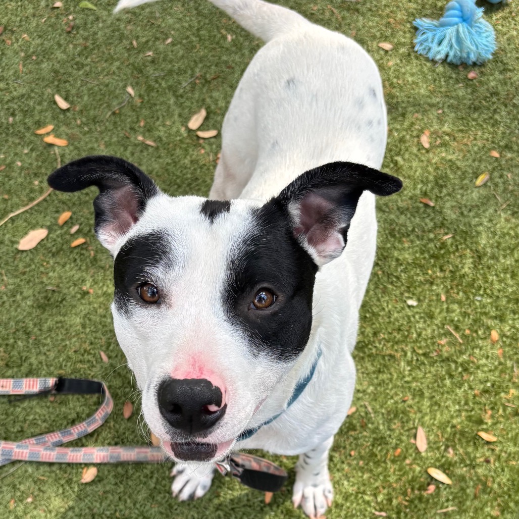 Milky Way is available for adoption at Humane Society of Sarasota County