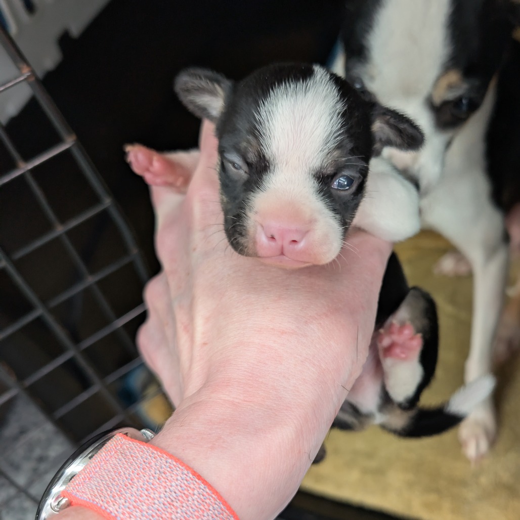 Mixed Breed
