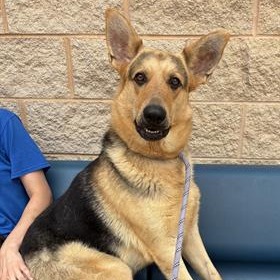 FELICITY - Shepherd, German / Mixed Breed (Large) available for adoption