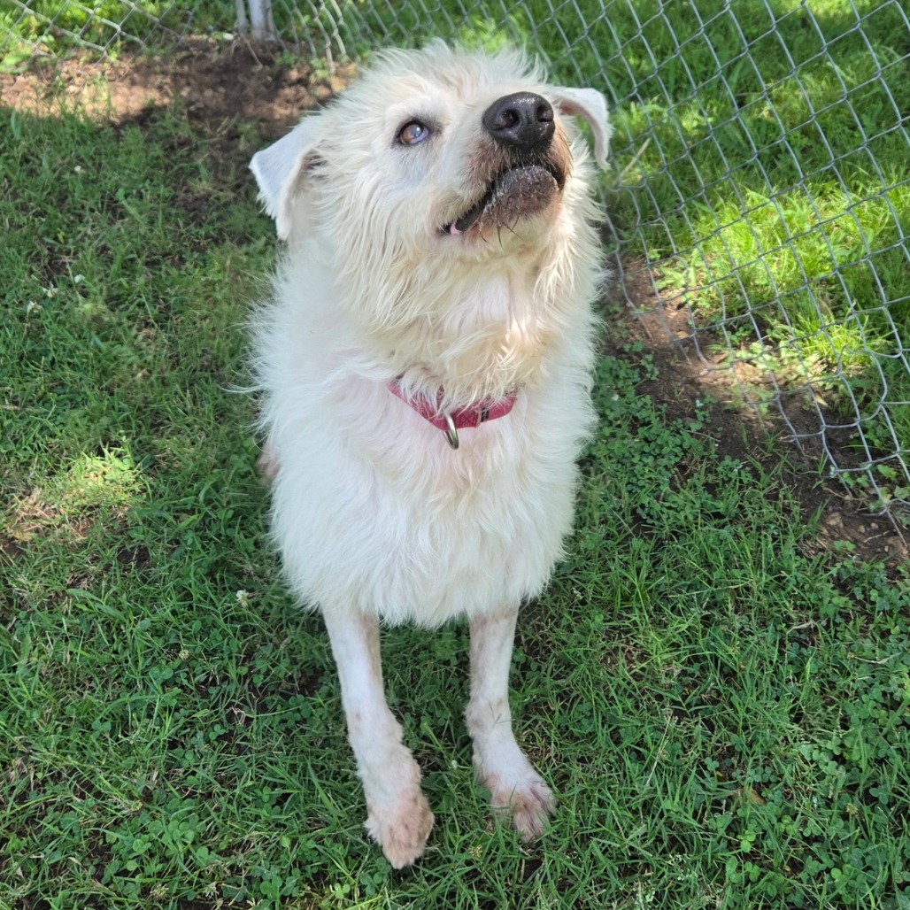 Shaggy photo 22